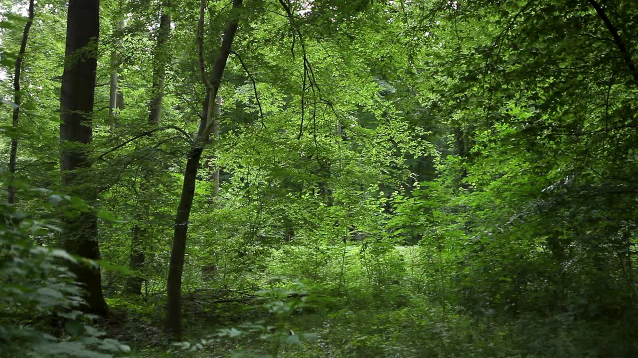 Foresta verde lussureggiante di giorno con fogliame e alberi variegati, tranquilla e incontaminata.