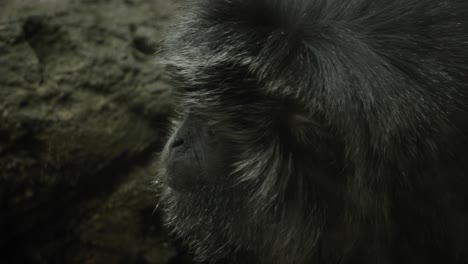 small black langur monkey drinking water