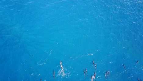 pod of dolphins swims into frame