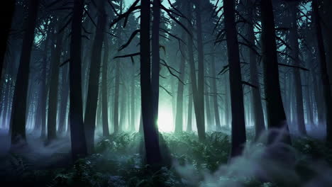 misty dark forest with ethereal light