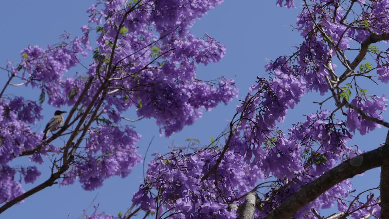 Friarbird Perches On Branch Of Jacaranda Tree In Full Bloom, With Wind Blowing On Purple Flowers Against Clear Blue Sky. low angle shot