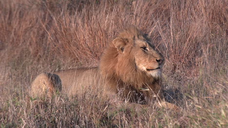 a male lion lies in the savannah grass and shakes his head