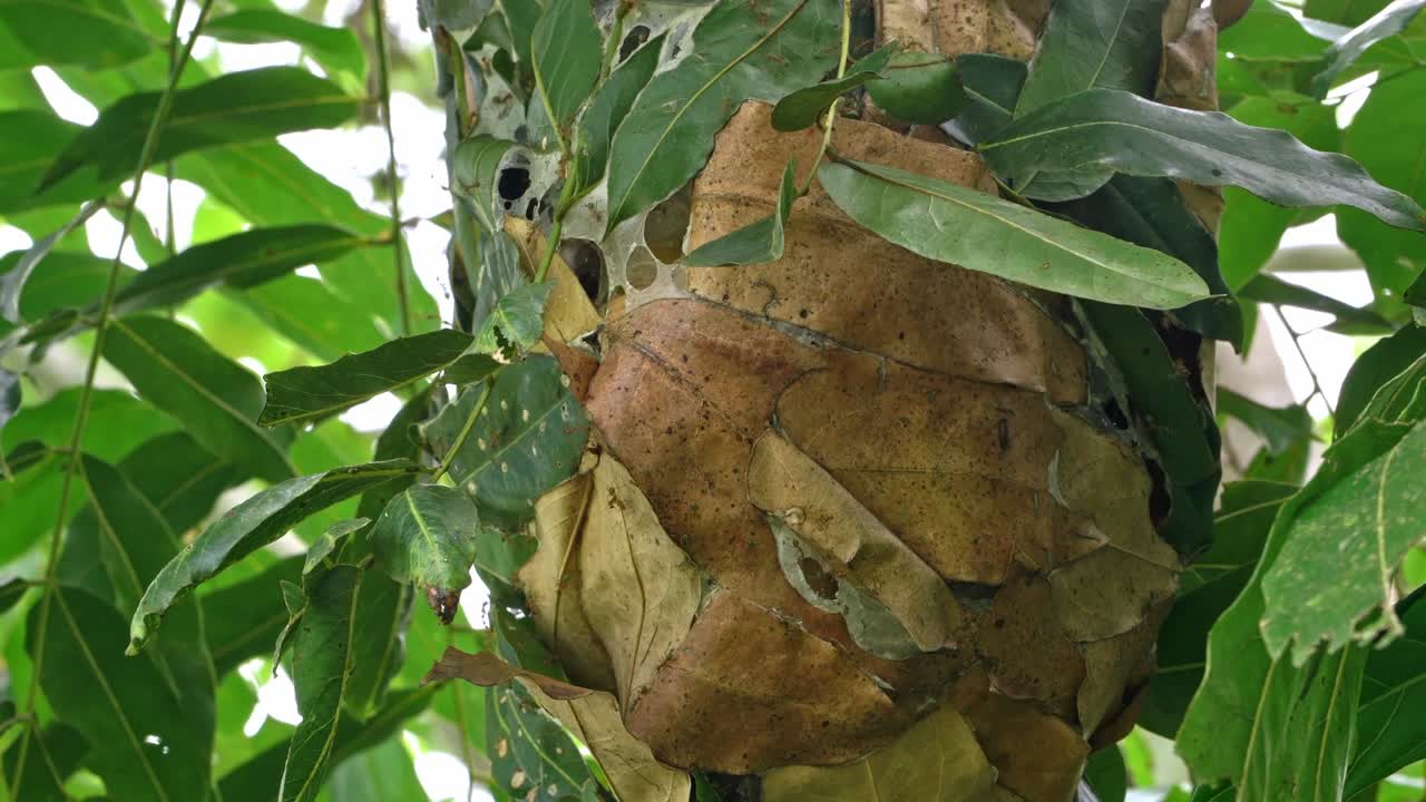 un nido de hormigas de árbol verde repleto de hormigas de árbol verde