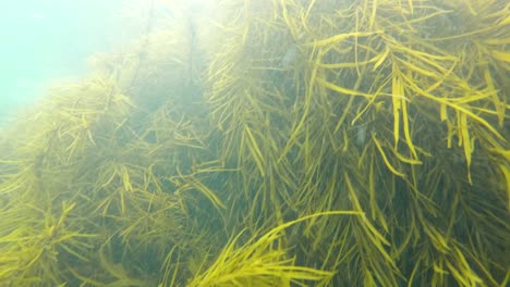 toma submarina en cámara lenta de algas y algas marinas en las aguas costeras del sur de australia