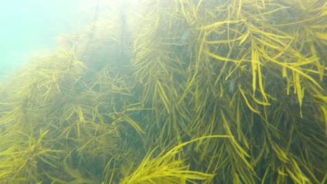 slow motion underwater shot of kelp and sea weed by the coastal waters of southern australia