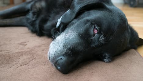 a sleeping senior black dog lying on a home floor