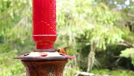 slow motion medium shot of colorful hummingbird hovering and sipping from bright red sugar water feeder