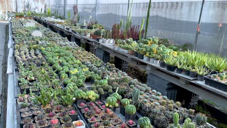 rows of diverse cacti in greenhouse setting