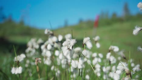 campo verde con flores blancas silvestres - de cerca