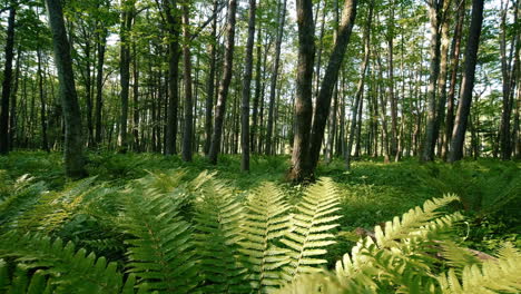 Atemberaubender-Wald-Mit-Bäumen-Und-Pflanzen,-Die-Auf-Hügeln-Wachsen