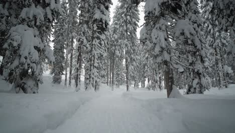 snow covered path leading into a forest during snowfall, tilting up