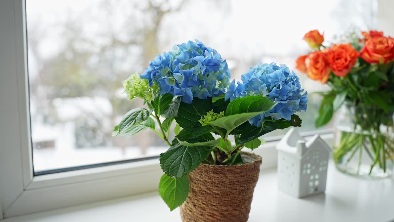 Blue hydrangea in a rustic pot on a bright windowsill with snowy bokeh outside, cozy home decor and fresh spring mood. Soft natural light with copy space