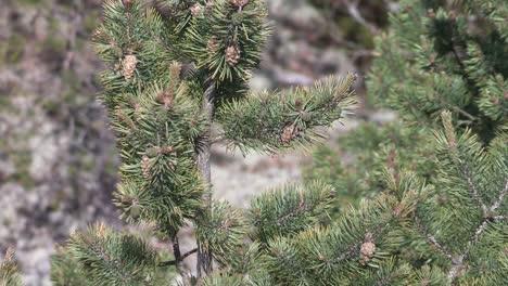 Close-up-of-coniferous-forest-in-Finland-from-above