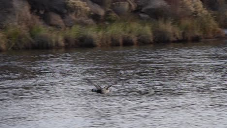 slow motion of a duck flying by