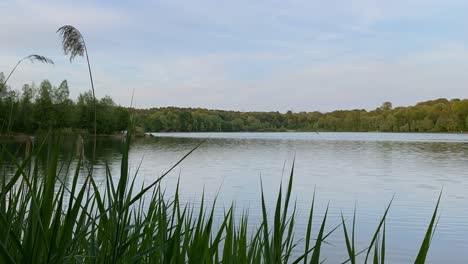 Timelapse-De-Juncos-En-Un-Lago-En-La-Naturaleza-Con-Viento-En-Colonia-Höhenfelder-Ver-Höhenhaus