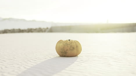 lonely pumpkin rests on sandy terrain under soft golden sunlight