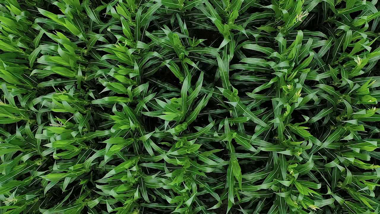 drone volando sobre el campo de maíz en un día soleado con cielo azul con nubes