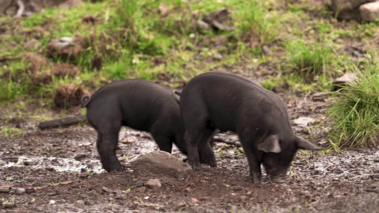 Piglets Tussling together in the Mud