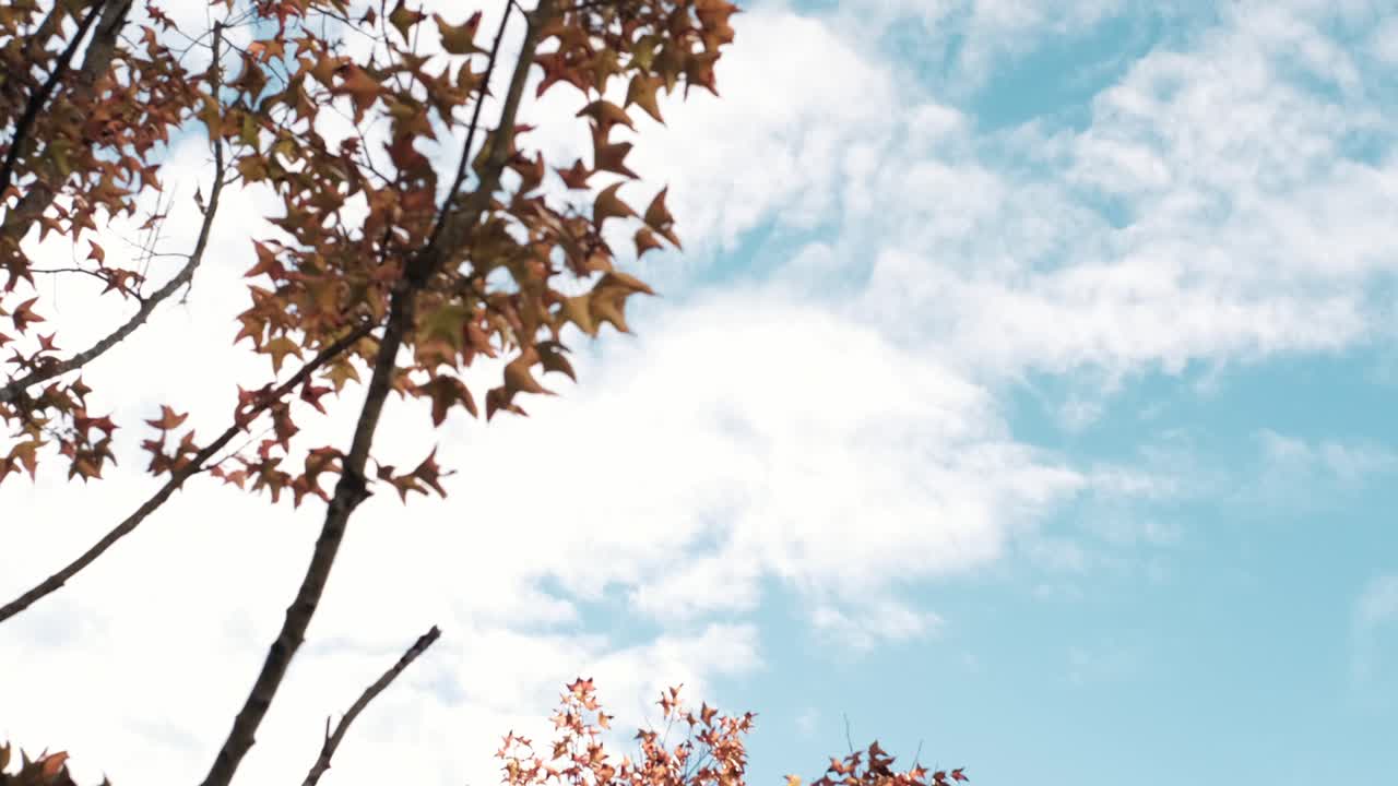 일요일과 피크닉을 위한 가을의 제철 단풍잎