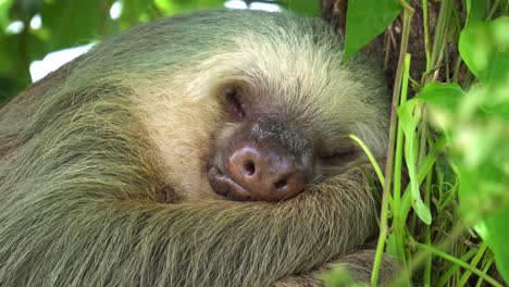 a cute sleeping sloth , hugged to a tree, with a gentle wind shaking the leaves