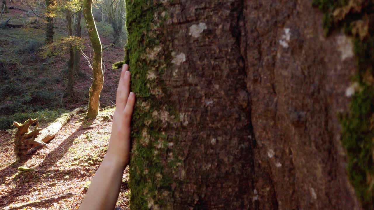 mujer tocando el tronco del árbol en el bosque