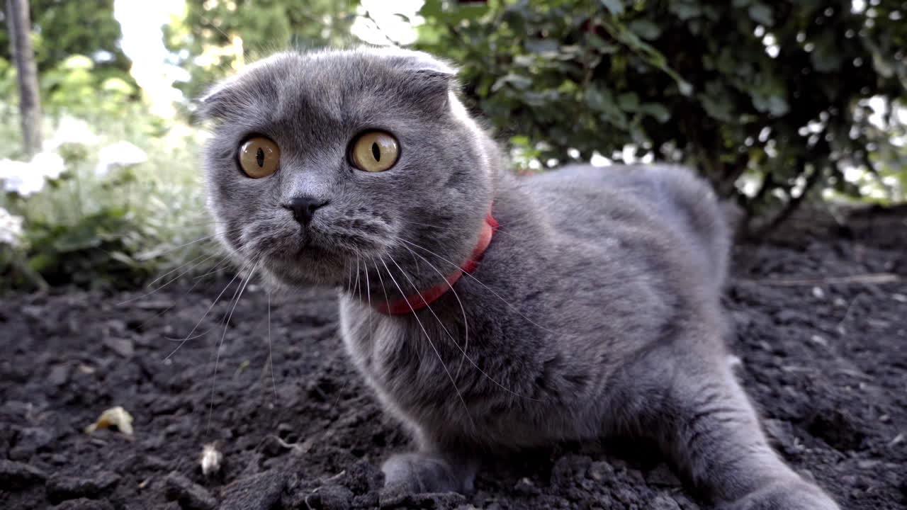 Scottish Fold cat with orange eyes and a red collar looking around in a garden