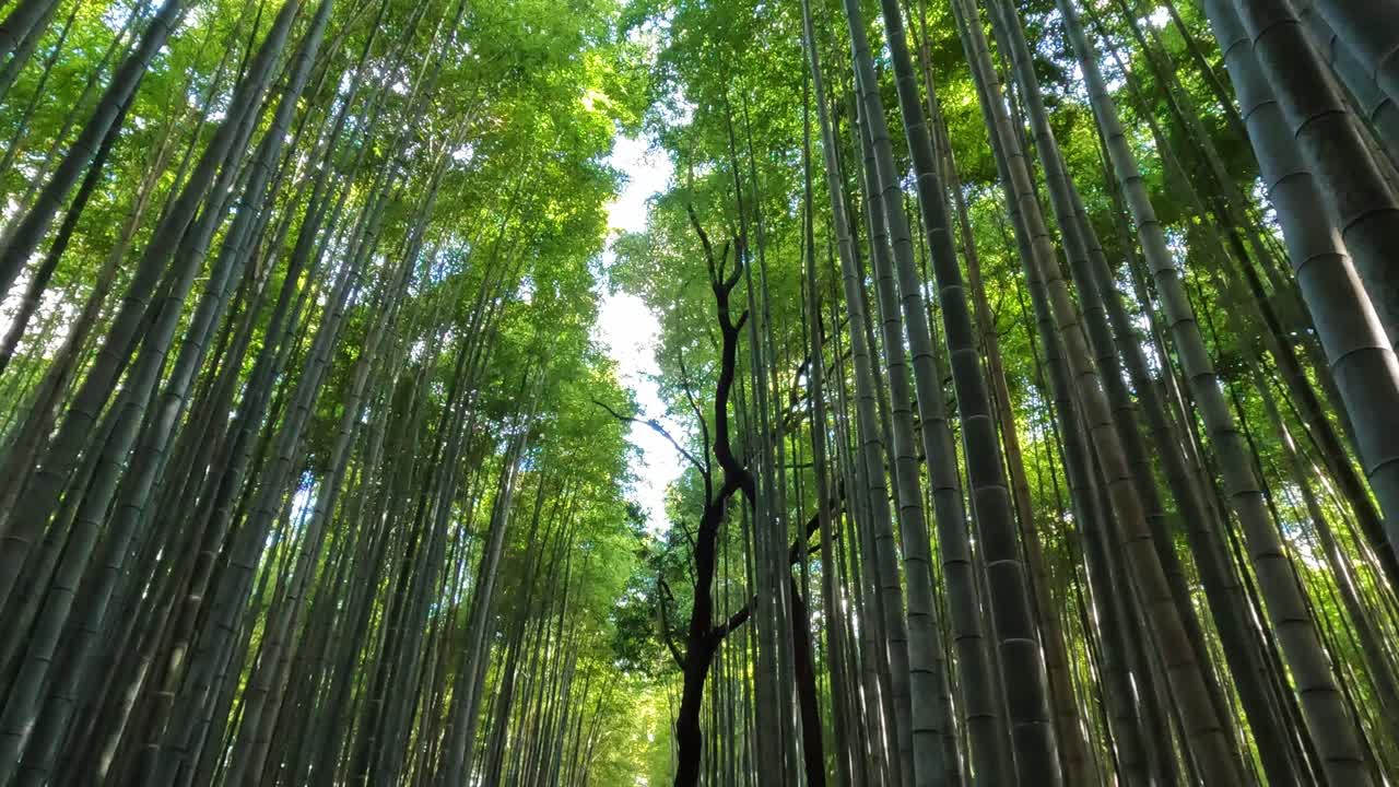 kyoto, japón vista de ángulo bajo panorámica vertical caminando en el bosque de bambú de arashiyama
