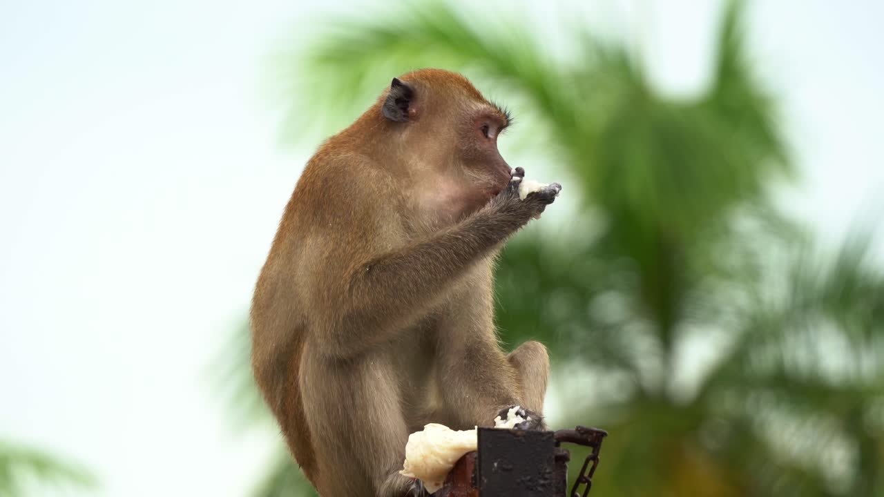 macaco macho dominante comedor de cangrejos, macaco de cola larga visto en la parte superior de un camión contenedor de basura, comiendo la comida con sus manos prensiles de una bolsa de plástico que se encontró en el contenedor
