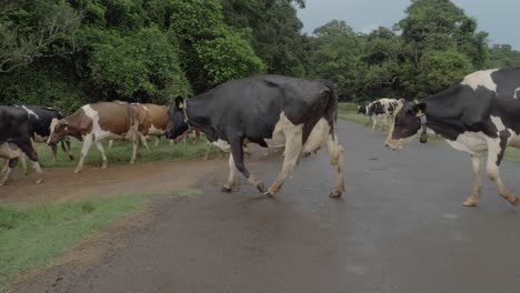 Heimisches-Friesisches-Holsteinrind,-Das-Frei-Auf-Der-Straße-Herumläuft,-Um-Auf-Dem-Feld-Zu-Grasen