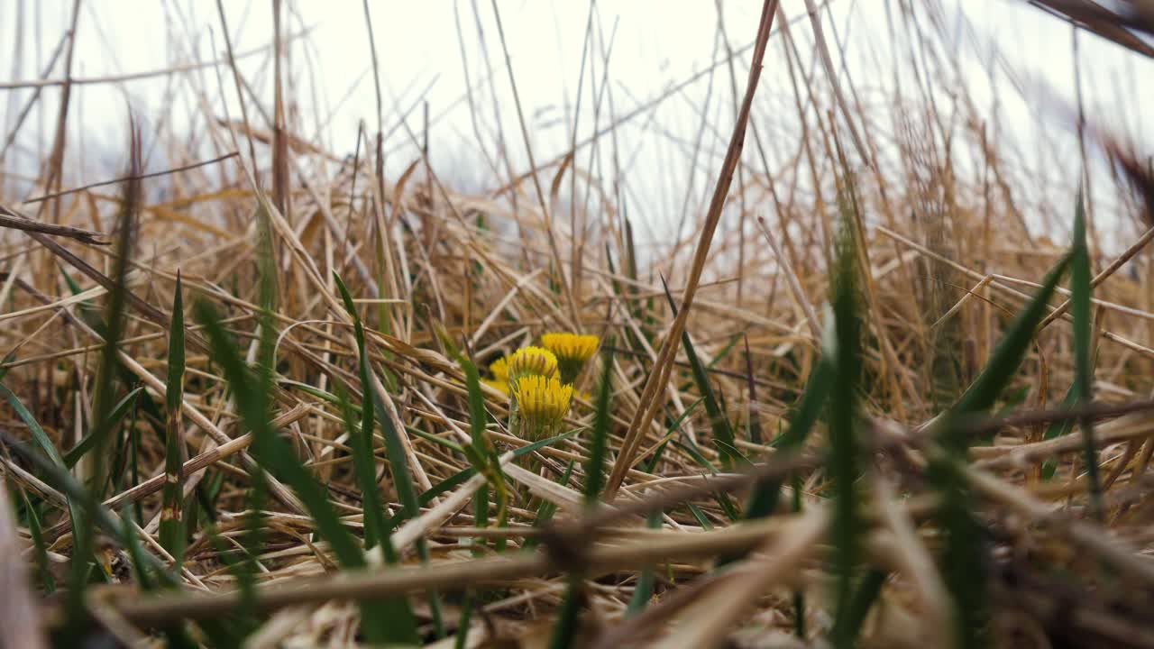 flor silvestre amarilla, costa de coltsfoot, tranquilo y soleado día de primavera, primer plano de ángulo bajo