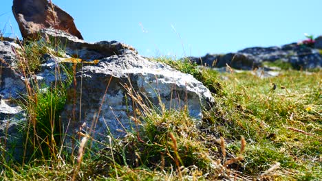 Highland-colourful-grass-blowing-on-rocky-jagged-sunny-mountain-slope-dolly-left-low-angle