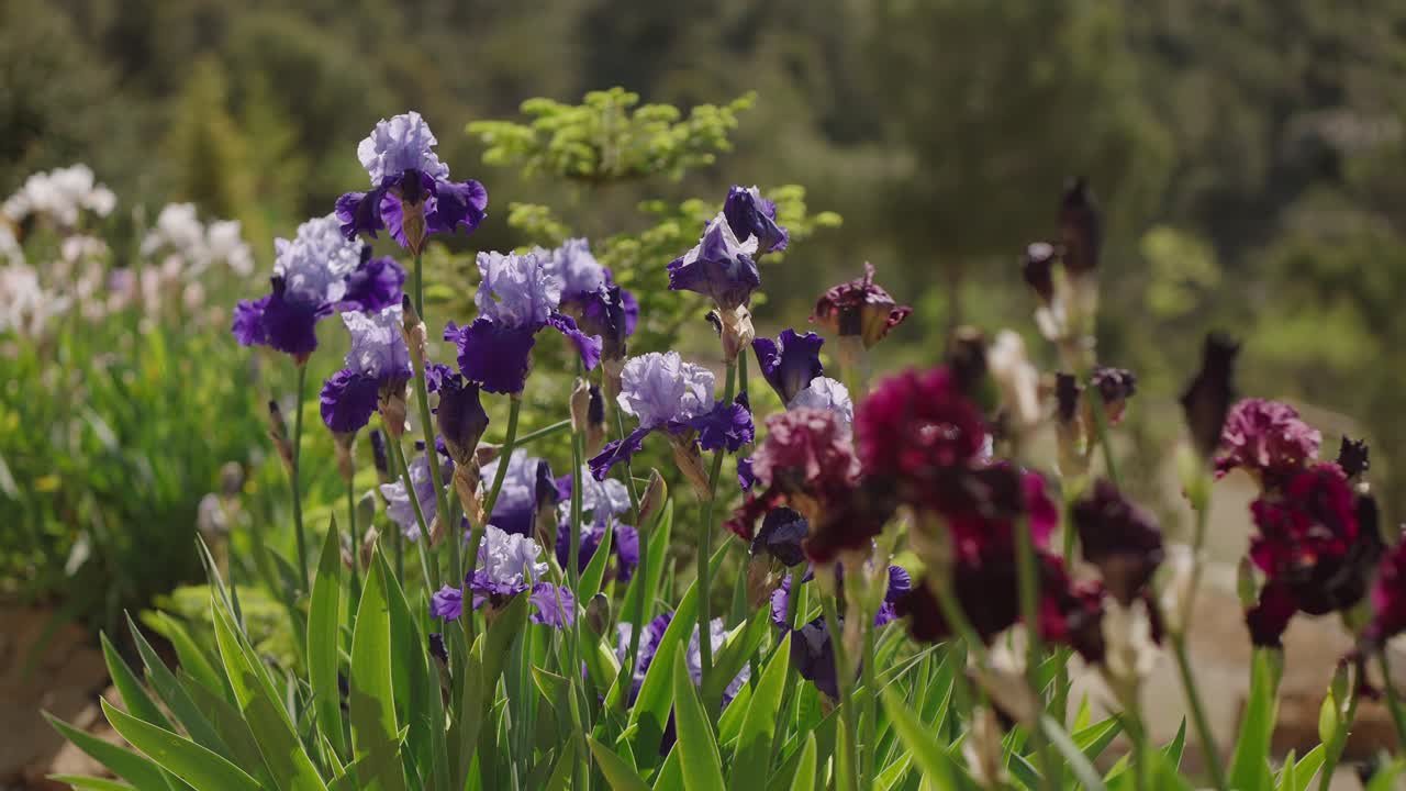 fucsia y lirios rojos soplando en la brisa primaveral con fondo verde
