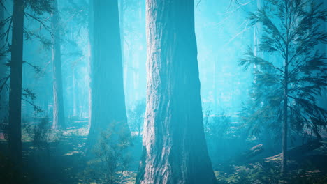 árboles de secuoya gigantes en verano en el parque nacional de secuoya