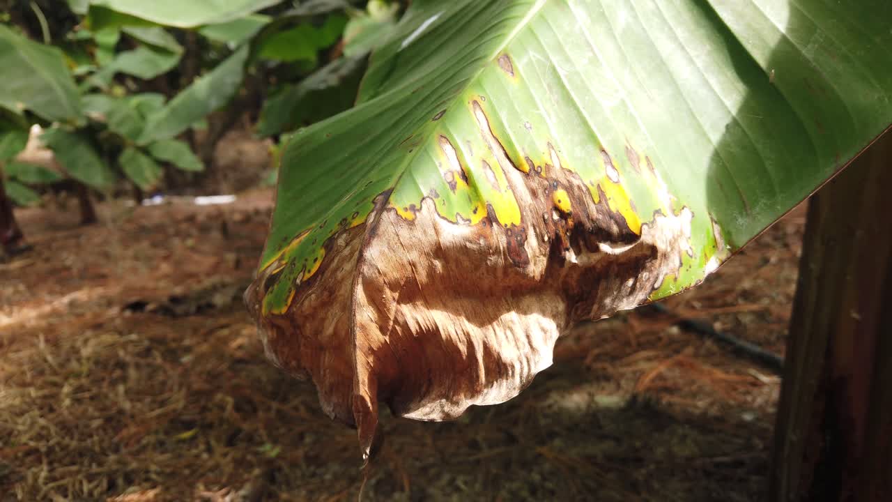 Kerusakan Jamur Sigatoka pada Daun Pisang di Honduras, Pengelolaan Tanaman dan Keberlanjutan
