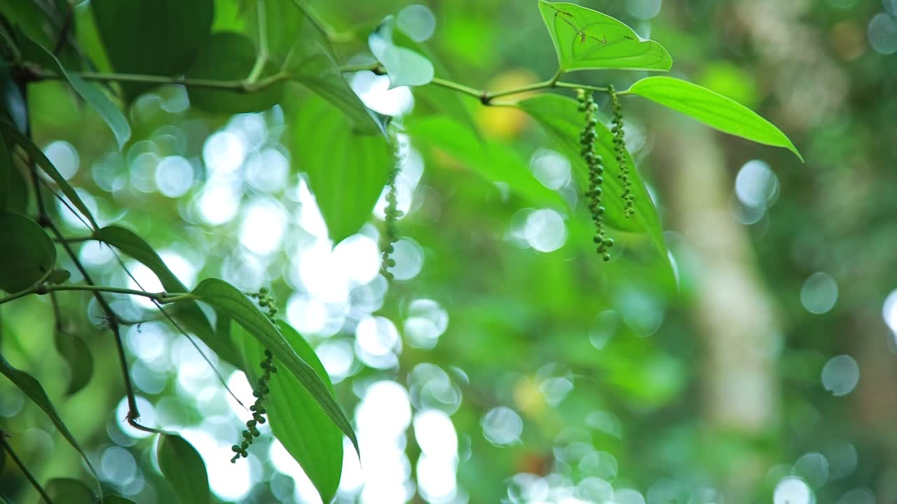 황금 향신료, 검은 고추, 케랄라 향신료 (세계에서 가장 많이 거래되는 향신료), 파이퍼 니그럼, 검은 금, 인도, 아시아, 녹색, 등반 식물