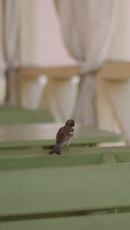 funny sparrow shakes tail sitting on wooden bench at table and flies away in street cafe closeup slow motion. birds living in city. environment protection