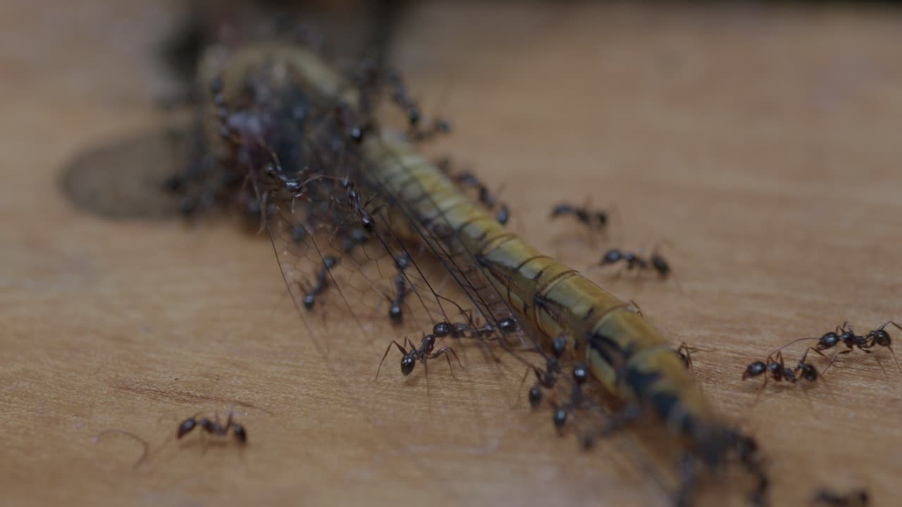 Close-up captures ants (Formicidae) working together to transport a deceased dragonfly (Anisoptera) across a wooden surface in coordinated motion — macro shot