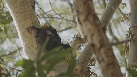 Bat-coming-from-behind-and-attack-other-bat-over-figs-on-tree,-when-eating