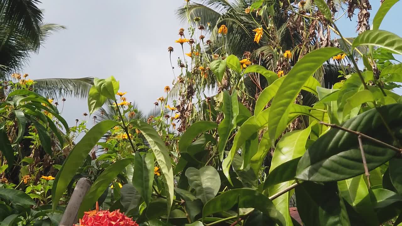 una cámara lenta de una mariposa andaman clubtail posada y luego volando lejos de los arbustos de clerodendrum naranja en el sol indio de la tarde