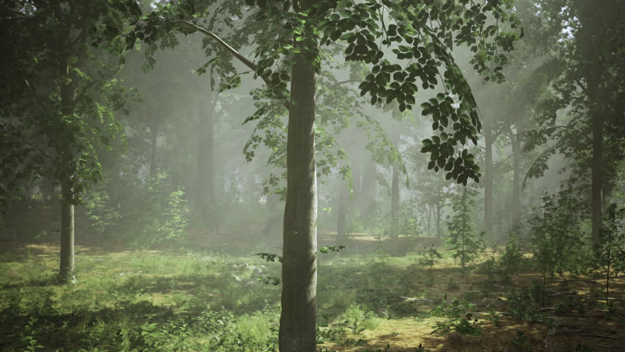 Beautiful forest landscape with mist and sunlight filtering through trees