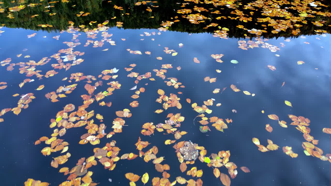 물 표면에 떠다니는 잎자루의 다채로운 컬렉션과 함께 조용한 토플레츠 호수, 일부 잎은 가장자리에 붙어 있습니다.