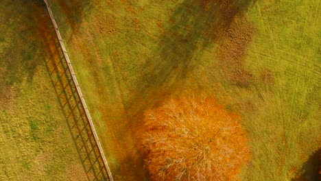 bird's eye view of of orange colored trees shedding their leaves on the green grass indicating autumn season in the region of thetford norfolk,uk