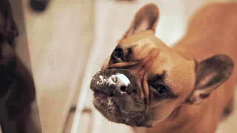 lindo bulldog francés lamiendo crema de nariz, primer plano con espacio de copia