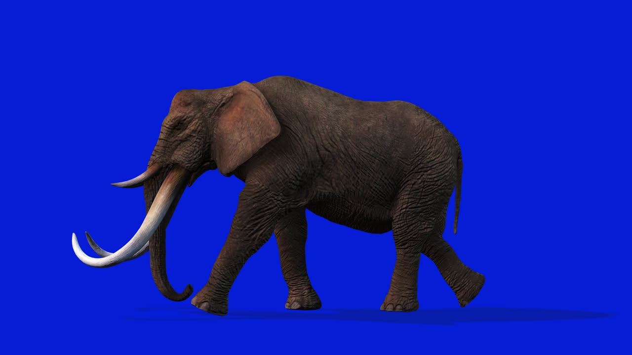 코끼리 기, 사이드 뷰 원활한 루프, 블루 스크린 크로마키