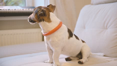 camera focuses on a relaxed dog sitting on the sofa