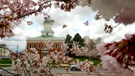 a vintage city building surround the foreground of the frame with beautiful pink spring blossoms in slow motion