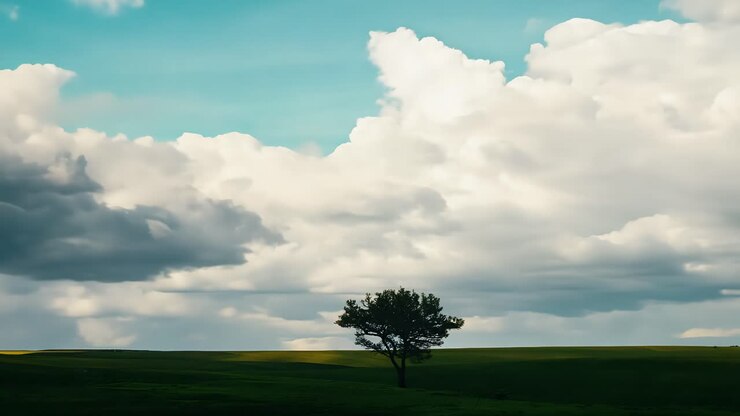 Lone Tree in a Vast Field Under a Cloudy Sky
