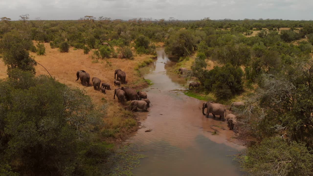 стадо слонов переходит реку в ол педжета, кения