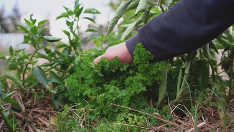 Persona-Recogiendo-Hierbas-Frescas-De-Perejil-Verde-En-Una-Pequeña-Granja-Ecológica-Sostenible