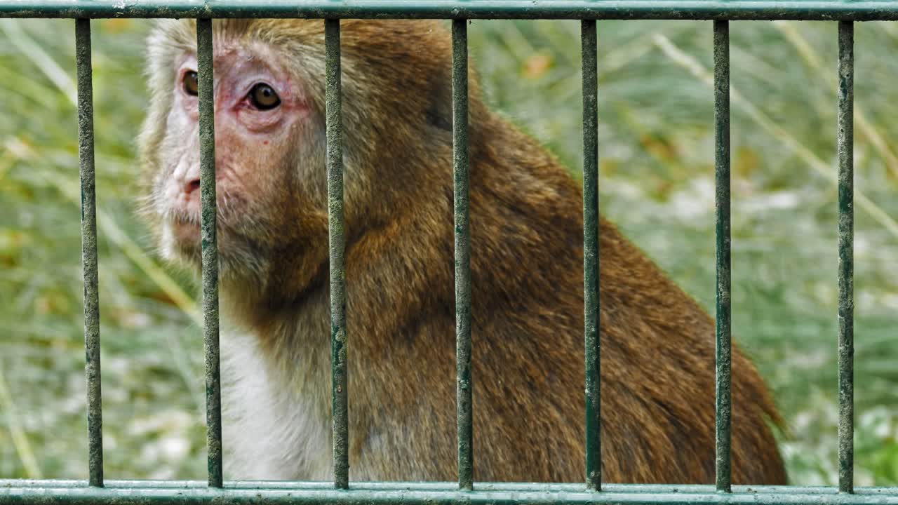 mono macaco rhesus comiendo hierba detrás de las rejas de la jaula en el zoológico